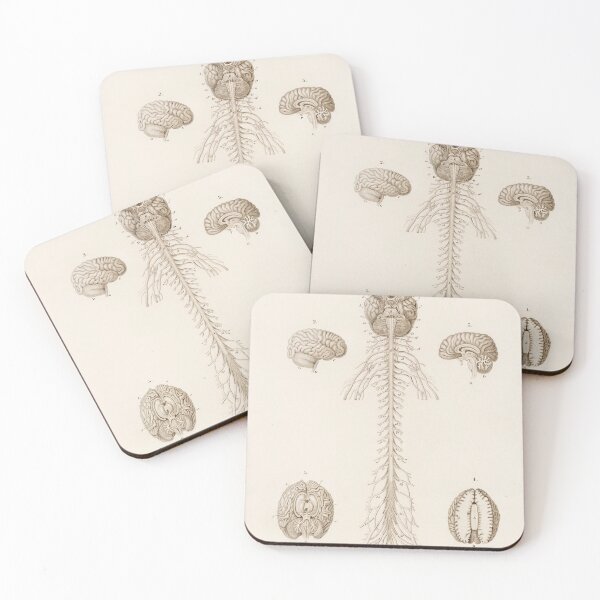Item preview, Vintage Anatomy | Brain & spine designed and sold by LemonbatStudio.