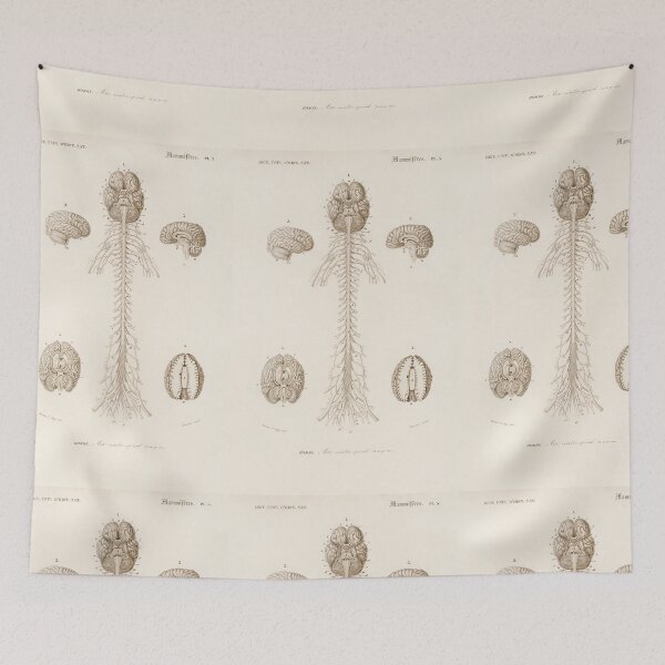 Item preview, Vintage Anatomy | Brain & spine designed and sold by LemonbatStudio.