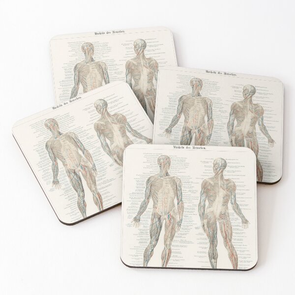Item preview, Vintage Anatomy | Musculature system designed and sold by LemonbatStudio.