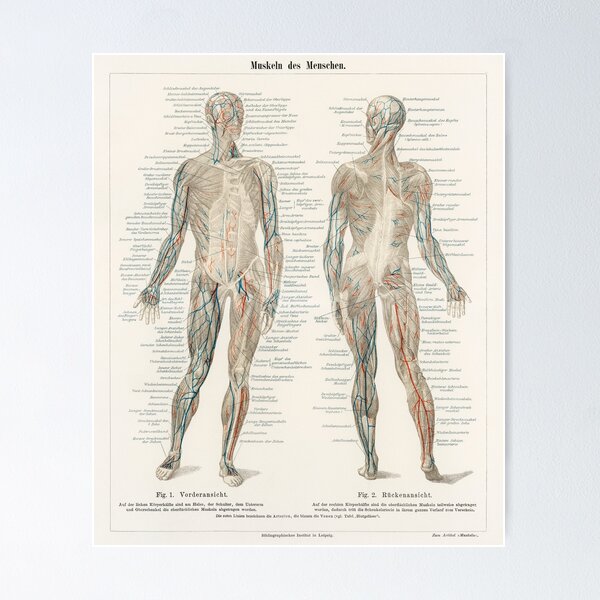 Aperçu de l'œuvre Anatomie vintage | Système musculaire créée et vendue par LemonbatStudio.