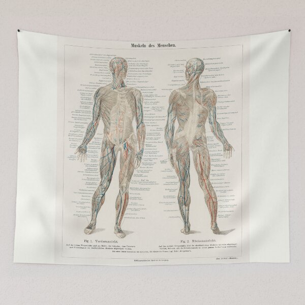 Item preview, Vintage Anatomy | Musculature system designed and sold by LemonbatStudio.