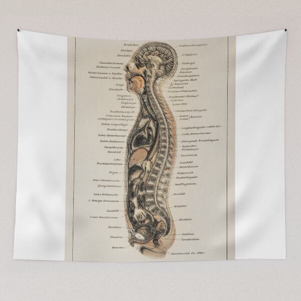 Item preview, Vintage Anatomy | Internal system designed and sold by LemonbatStudio.