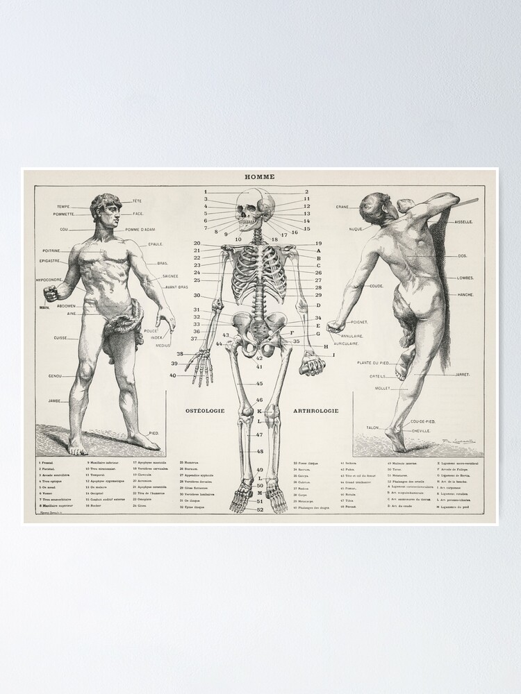 Vintage poster Anatomy