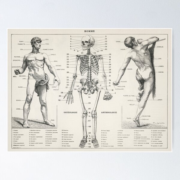 Aperçu de l'œuvre Anatomie vintage | Années 1900 créée et vendue par LemonbatStudio.