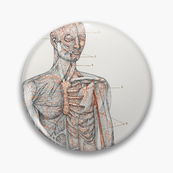 Item preview, Vintage Anatomy | Cardiovascular system designed and sold by LemonbatStudio.