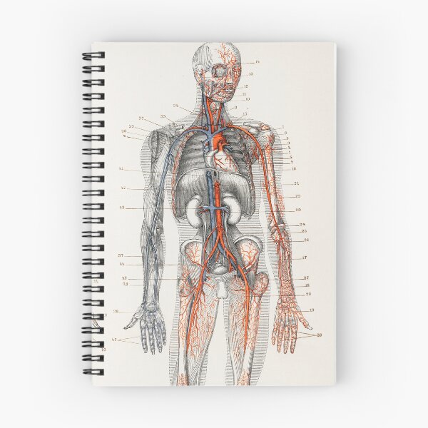 Item preview, Vintage Anatomy | Cardiovascular system designed and sold by LemonbatStudio.