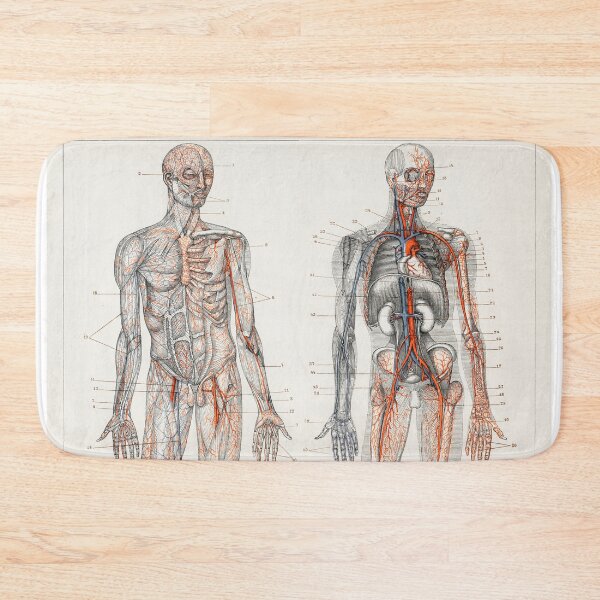 Item preview, Vintage Anatomy | Cardiovascular system designed and sold by LemonbatStudio.