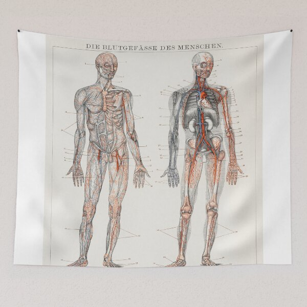 Item preview, Vintage Anatomy | Cardiovascular system designed and sold by LemonbatStudio.