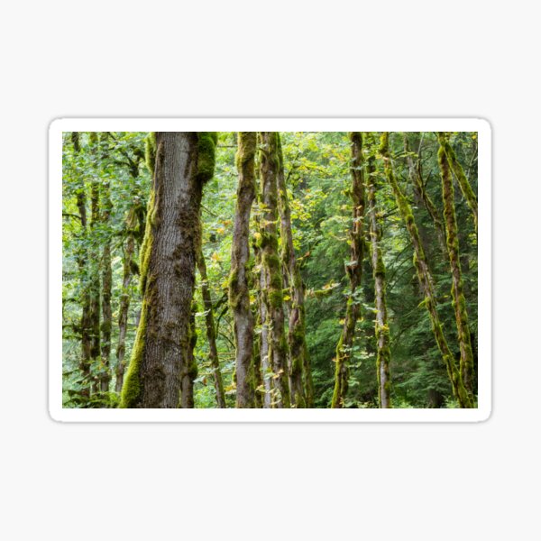 Beautiful Green Mossy Trees in an Oregon Forest Sticker