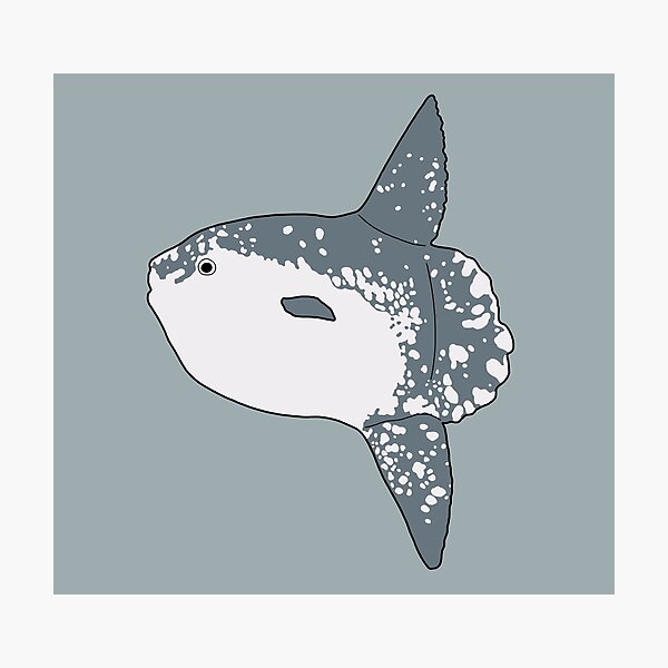 Item preview, Mola Mola designed and sold by taylorrowan.