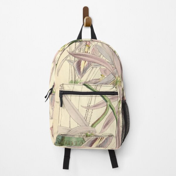 Item preview, Encyclia adenocaula (as Epidendrum verrucosum) Curtis' 77 (Ser. 3 no. 7) pl. 4606 (1851) designed and sold by EsotericBotanic.