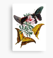 FF - Butterfly-3 Canvas Print