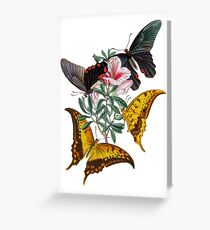 FF - Butterfly-3 Greeting Card