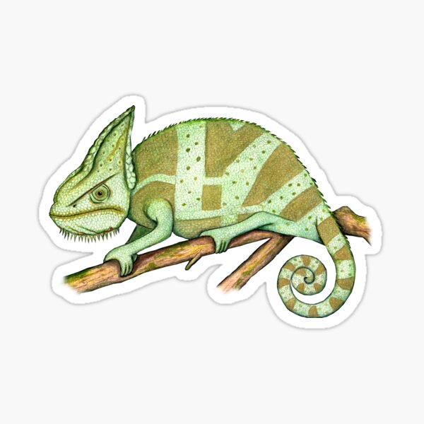 Grumpy Chameleon Sticker