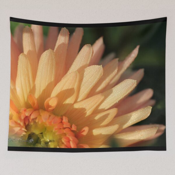 Item preview, Dahlia named Embrace designed and sold by JMcCombie.