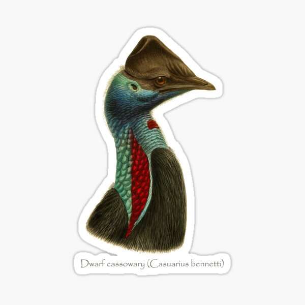 dwarf cassowary (Casuarius bennetti) Sticker