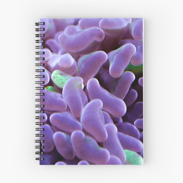 Artikelvorschau, Hammer Coral entworfen und verkauft von creativeography.