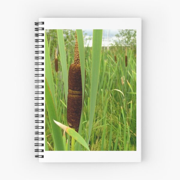 Item preview, The bulrush. designed and sold by AlexIPhotograph.
