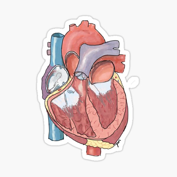 Artikel-Vorschau von Anatomisches Herz, designt und verkauft von Johannamsd.
