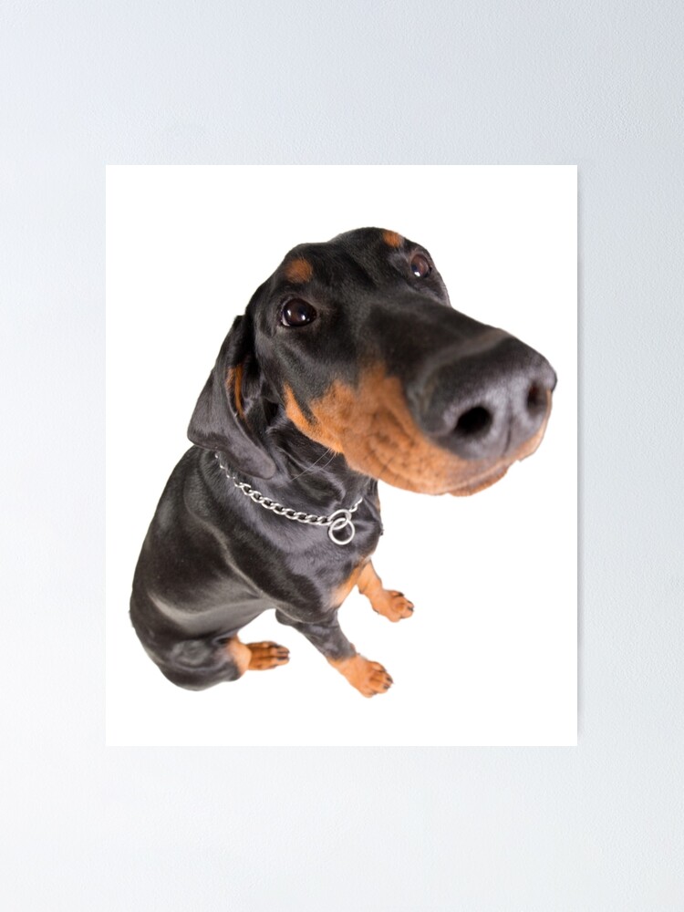 doberman funny pictures