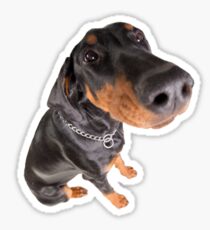 funny doberman pincher portrait Sticker