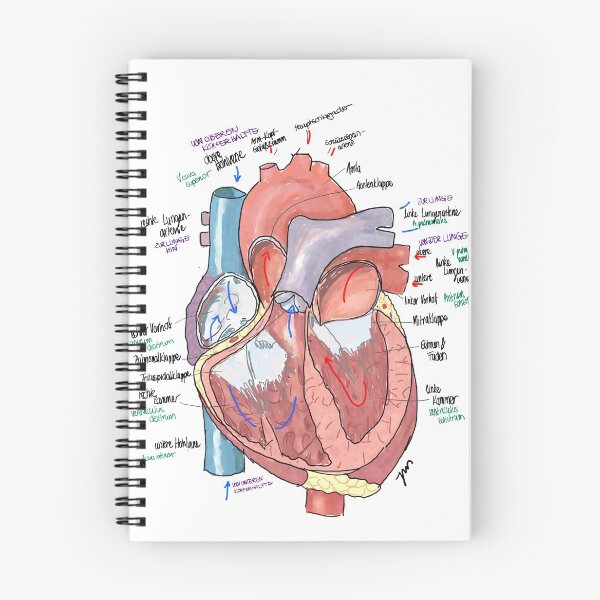 Item preview, Anatomical heart with lettering designed and sold by Johannamsd.