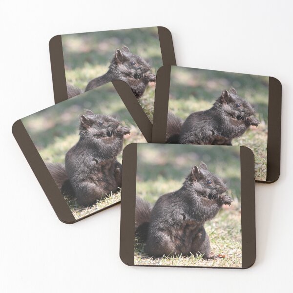 Item preview, Black Squirrel designed and sold by JMcCombie.
