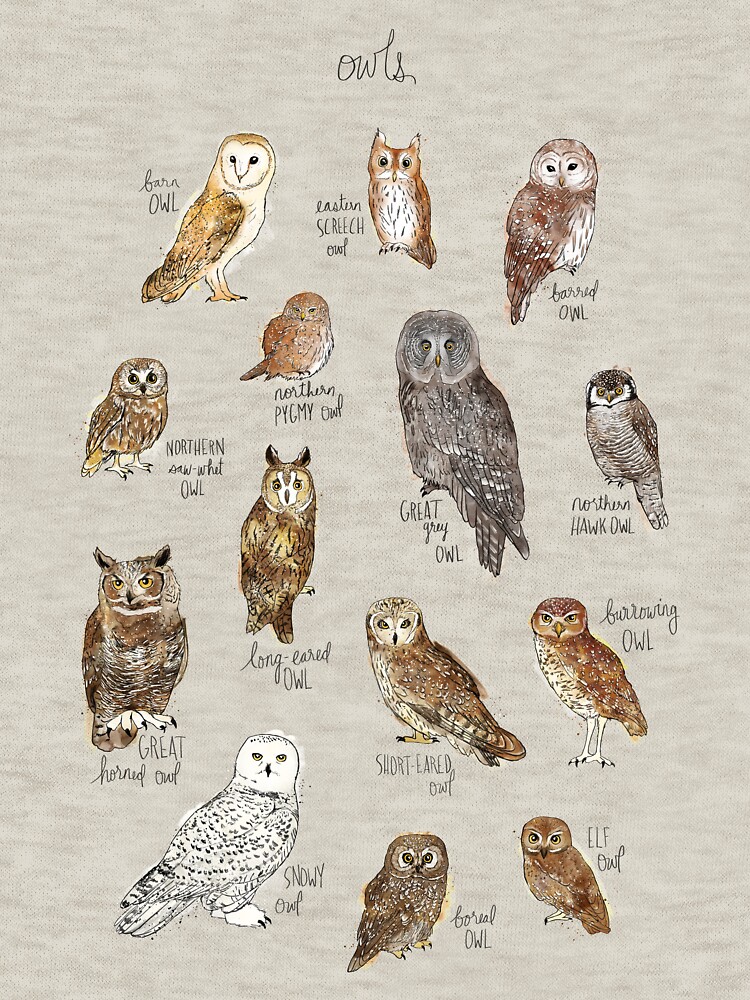Owls by AmyHamilton