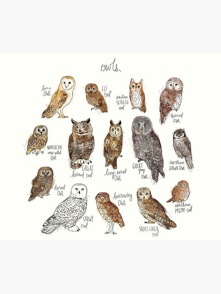 Owls by AmyHamilton