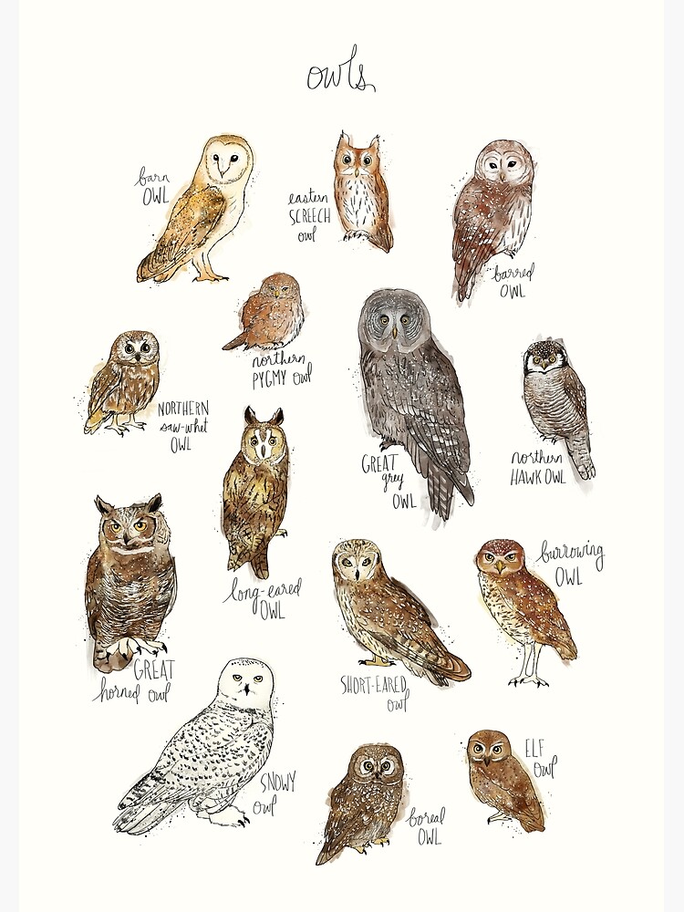Owls by AmyHamilton