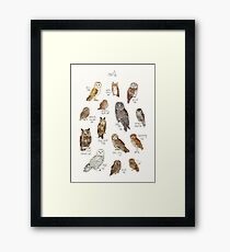 Owls Framed Print