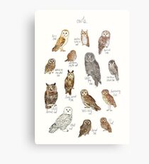 Owls Metal Print