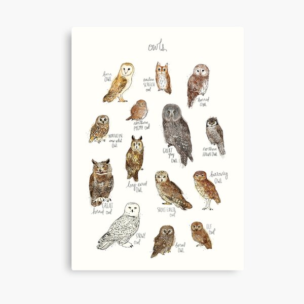 Owls Canvas Print