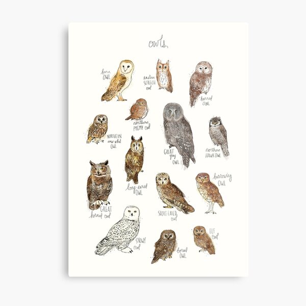 Owls Metal Print