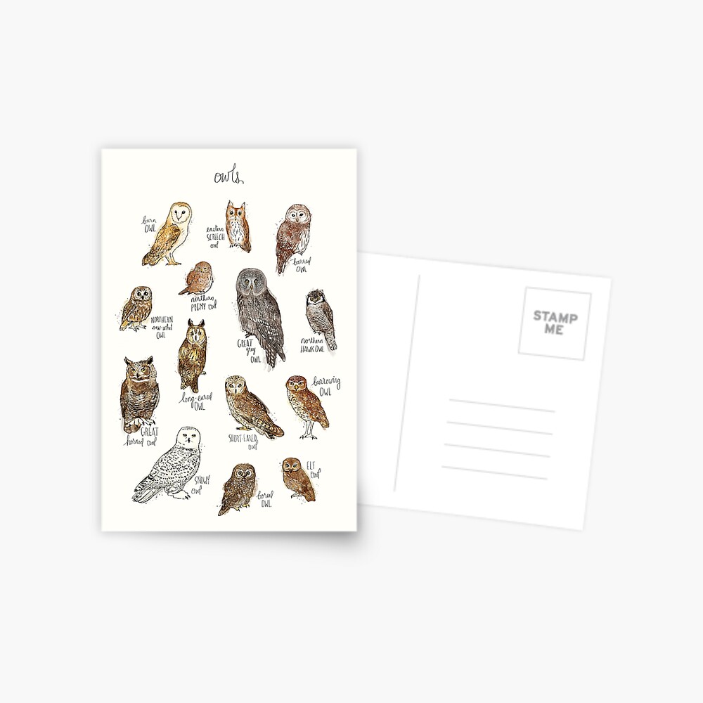 Owls Postcard