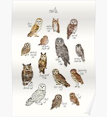 Owls Poster