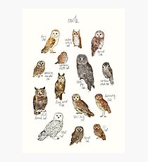 Owls Photographic Print