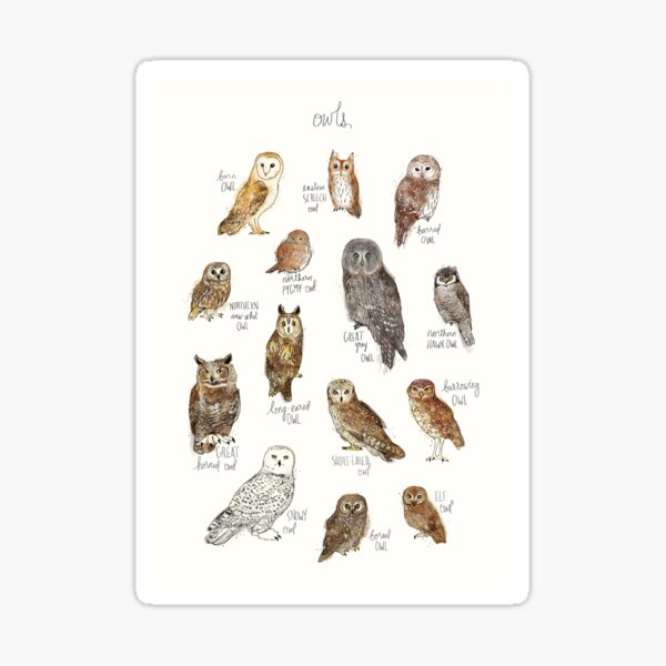 Owls Sticker