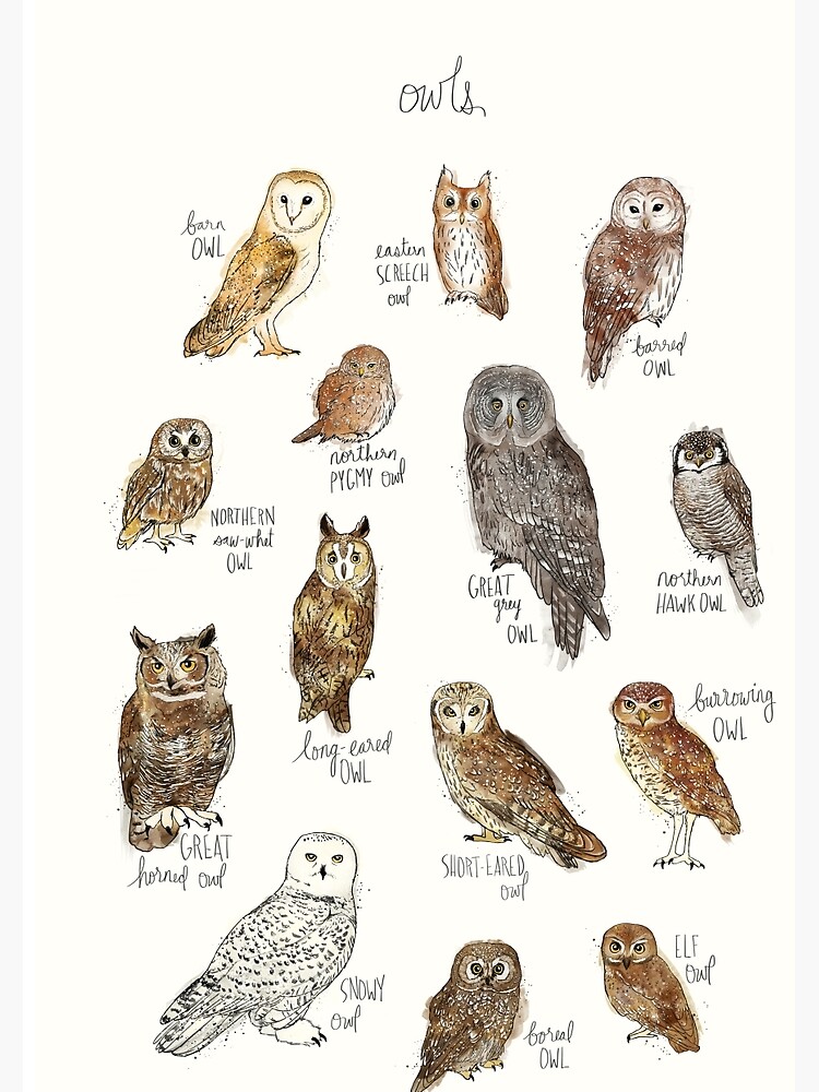Owls by AmyHamilton