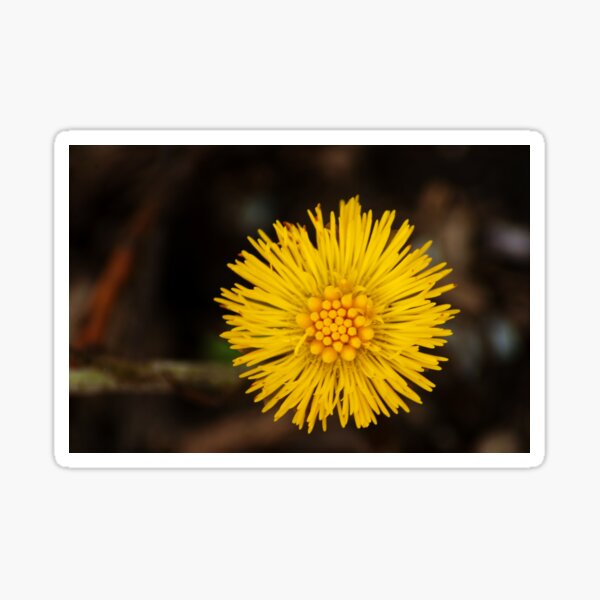 Spring's first little suns Sticker