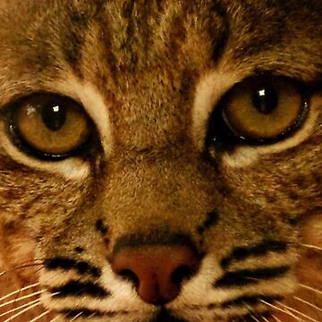 Artwork thumbnail, The Eyes of a Hunter by steppeland