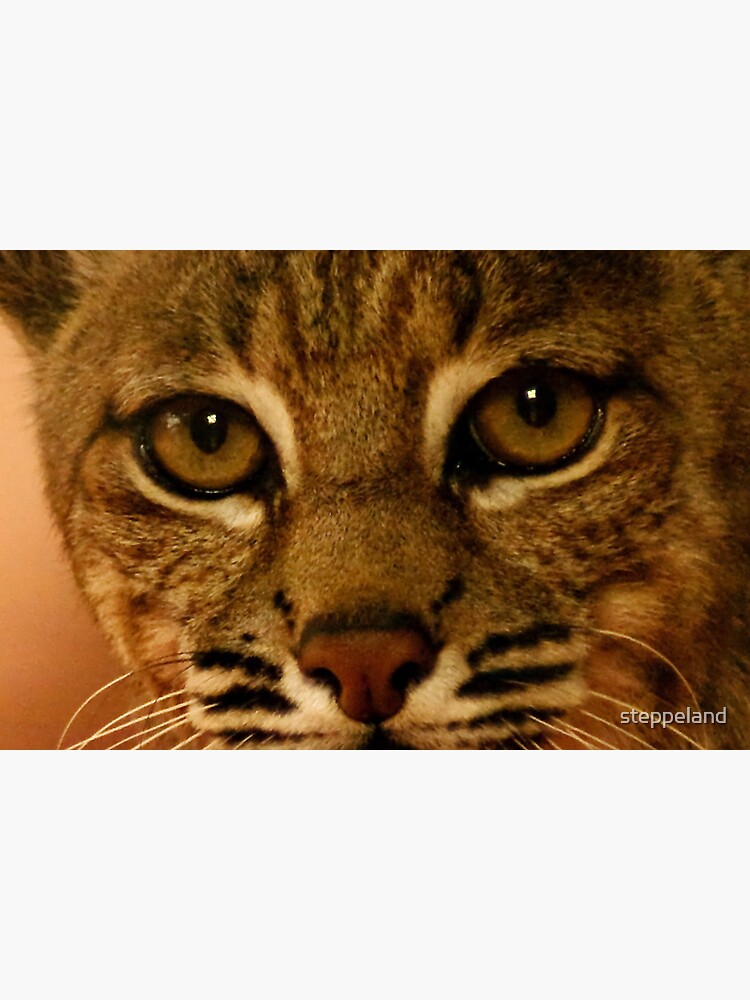 Thumbnail 3 of 3, Sticker, The Eyes of a Hunter designed and sold by steppeland.