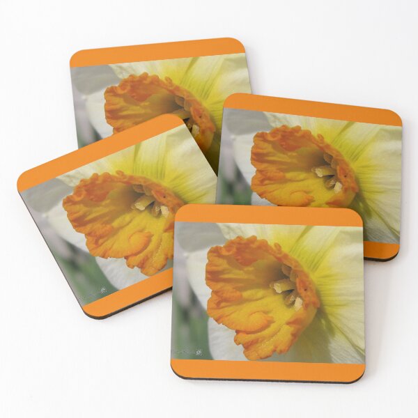 Item preview, Small-Cupped Daffodil named Barrett Browning designed and sold by JMcCombie.