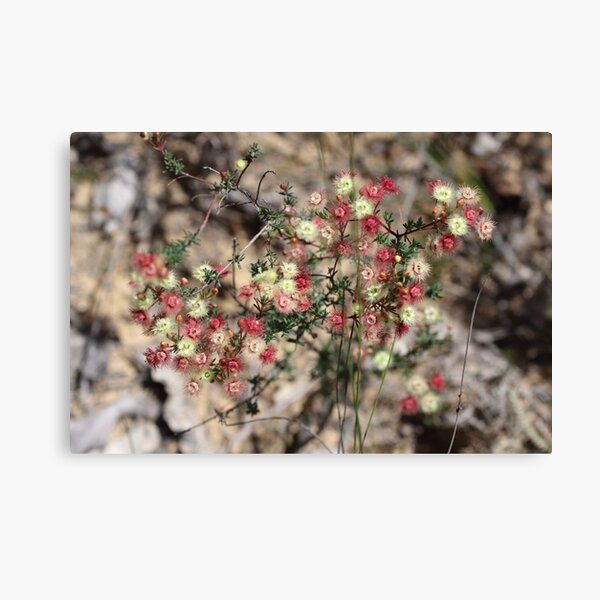 Item preview, Verticordia Colours designed and sold by MiCaPhotography.