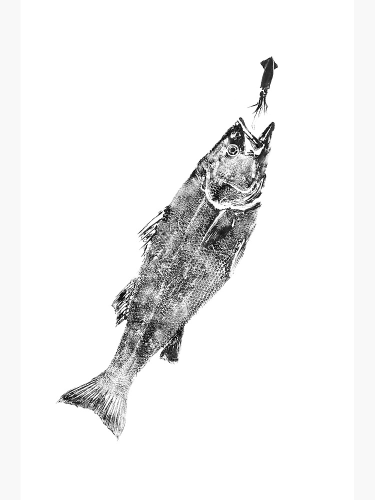 "Striped Bass Eating Squid Fish Print" Poster by ReelPrints Redbubble