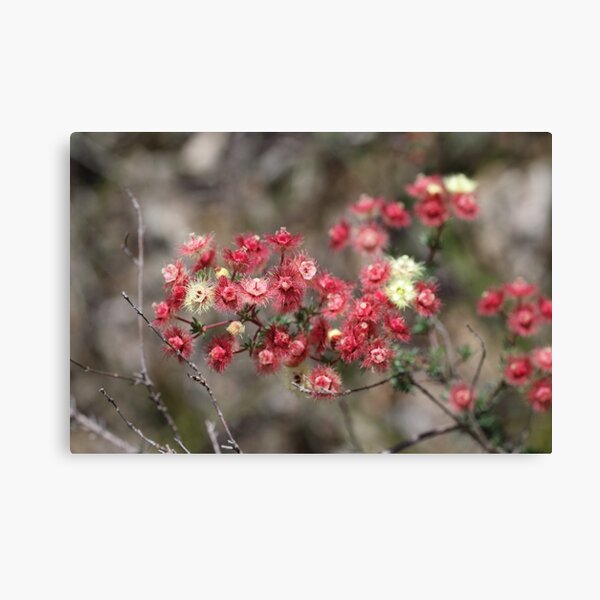 Item preview, Verticordia huegelii - Reds designed and sold by MiCaPhotography.