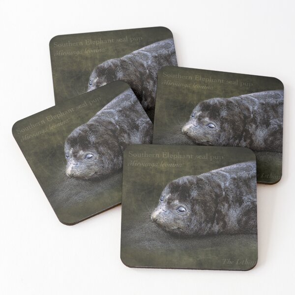 Item preview, 2 week old seal pup - elephant seal pup, Macquarie Island designed and sold by Trish Hart.