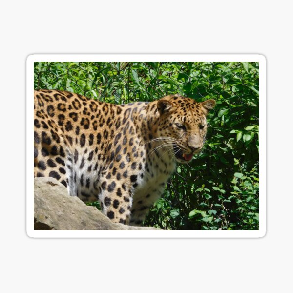 Leopard 105 Sticker