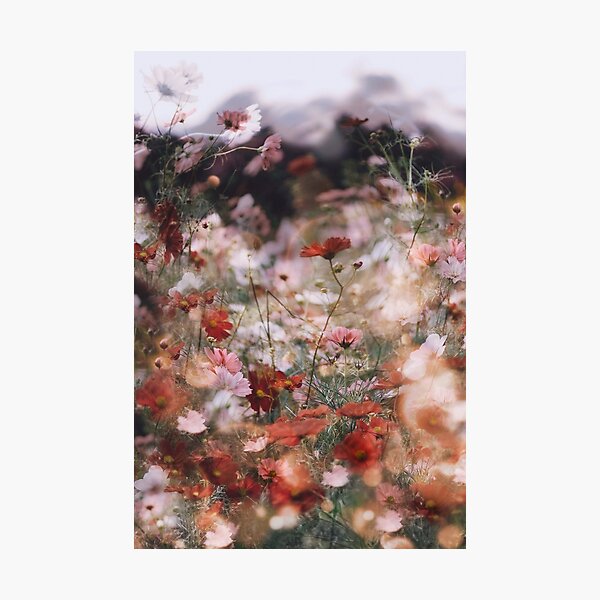 dancing cosmos Photographic Print