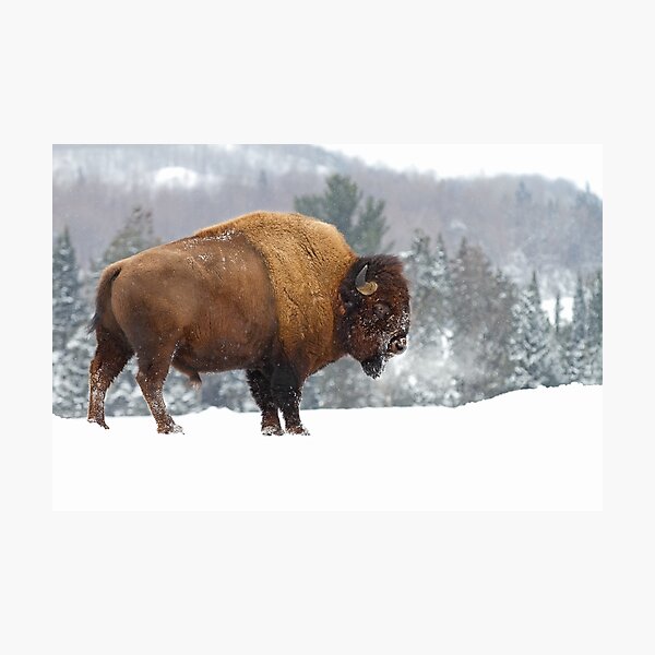 Buffalo in Winter Photographic Print